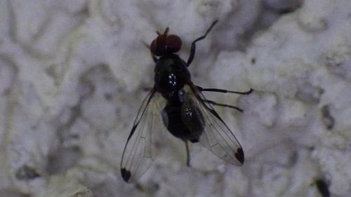 Seioptera vibrans